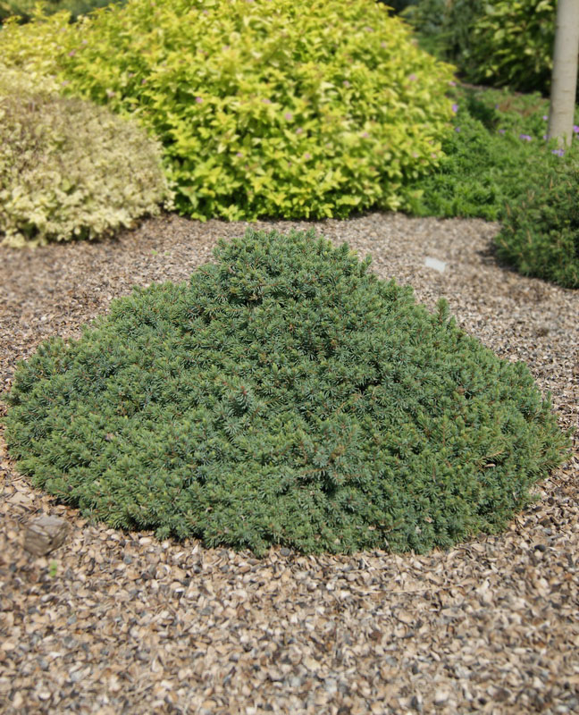 Ель обыкновенная `Эхиниформис`, Picea abies `Echiniformis` | СадПарад